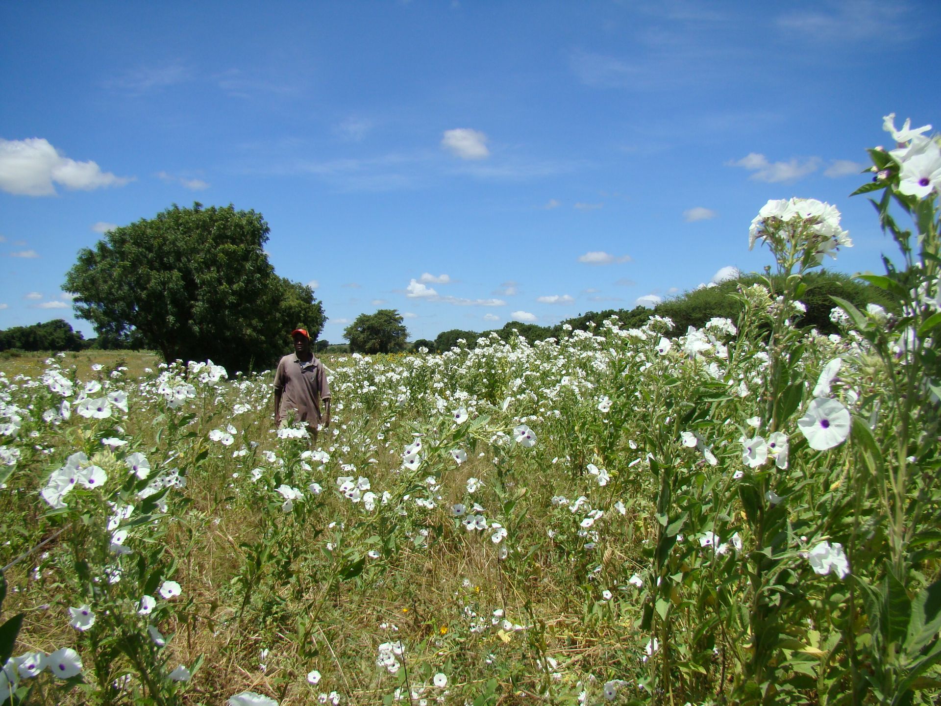 Parcelle agricole irriguée avec système DropControl